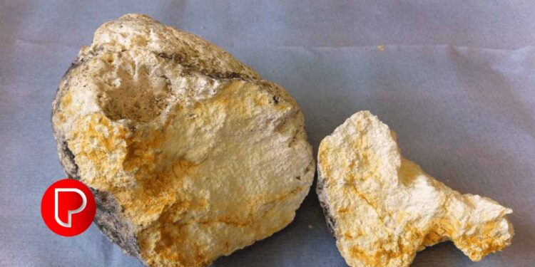 ഗോവയിൽ ആറു കോടിയോളം വിലമതിക്കുന്ന തിമിംഗല ഛർദ്ദിയുമായി രണ്ടു മലയാളികൾ പിടിയിൽ