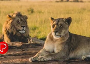 സിംഹങ്ങൾക്ക് അക്ബർ, സീത എന്ന പേര് നൽകിയത് ശരിയായ നടപടിയല്ല ;  കല്‍ക്കട്ട ഹൈക്കോടതി