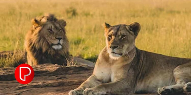 സിംഹങ്ങൾക്ക് അക്ബർ, സീത എന്ന പേര് നൽകിയത് ശരിയായ നടപടിയല്ല ;  കല്‍ക്കട്ട ഹൈക്കോടതി