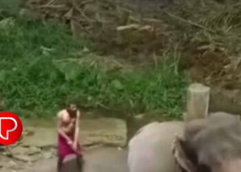 ഗുരുവായൂര്‍ ആനക്കോട്ടയിലെ ആനകൾക്ക് ക്രൂര മർദനം ; 2 പാപ്പാന്മാർക്ക് സസ്പെന്‍ഷൻ