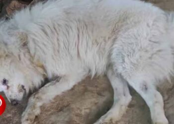 അയൽവീട്ടിലെ നായ കുരച്ചു ; പ്രകോപിതനായ യുവാവ് നായയെ പാറയിൽ ഇടിച്ച് കൊന്നു