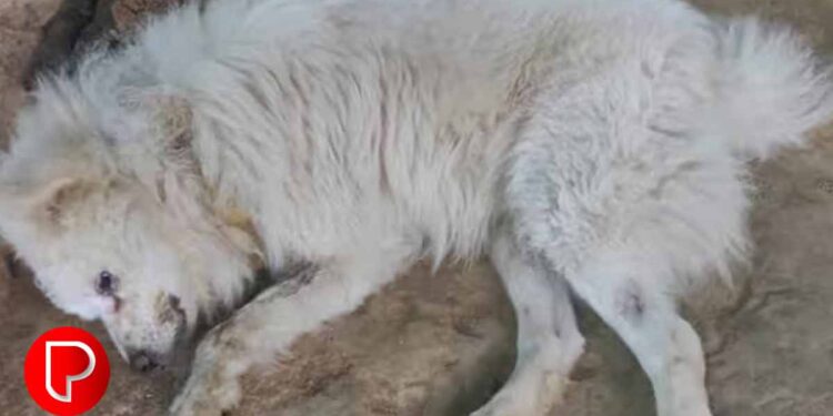 അയൽവീട്ടിലെ നായ കുരച്ചു ; പ്രകോപിതനായ യുവാവ് നായയെ പാറയിൽ ഇടിച്ച് കൊന്നു