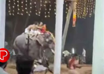 പൂവാട്ടുപറമ്പിൽ ക്ഷേത്രോത്സവത്തിനിടെ ആനയിടഞ്ഞു