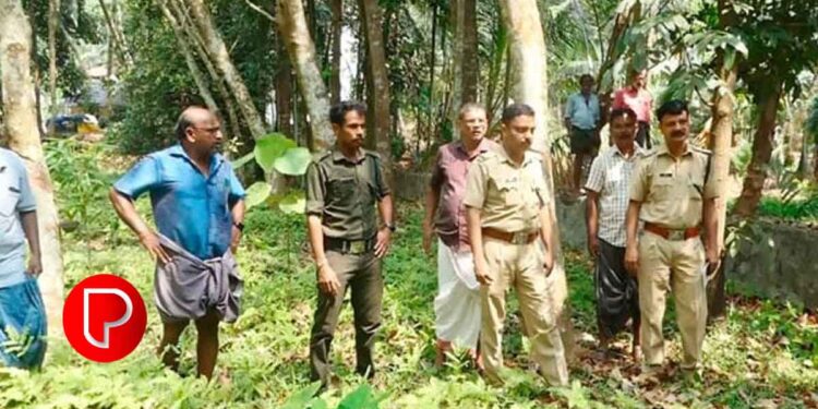 കോടഞ്ചേരി പഞ്ചായത്തിലെ മൈക്കൗവിൽ പുലി ഇറങ്ങിയതായി അഭ്യൂഹം; ഒടുവിൽ കാട്ടുപൂച്ചയാണെന്ന് സ്ഥിരീകരിച്ചു