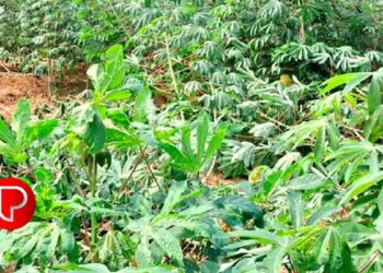 കൂരാച്ചുണ്ട് പഞ്ചായത്തിലെ ഓട്ടപ്പാലത്ത് കാട്ടുപന്നികള്‍ കപ്പകൃഷി നശിപ്പിച്ചു