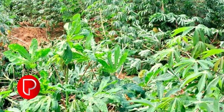 കൂരാച്ചുണ്ട് പഞ്ചായത്തിലെ ഓട്ടപ്പാലത്ത് കാട്ടുപന്നികള് കപ്പകൃഷി നശിപ്പിച്ചു