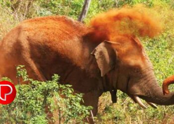 തണ്ണീർക്കൊമ്പൻ ചരിഞ്ഞ സംഭവത്തിൽ വീഴ്ച പറ്റിയിട്ടില്ലെന്ന് വനംവകുപ്പ്