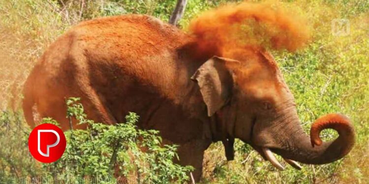 തണ്ണീർക്കൊമ്പൻ ചരിഞ്ഞ സംഭവത്തിൽ വീഴ്ച പറ്റിയിട്ടില്ലെന്ന് വനംവകുപ്പ്