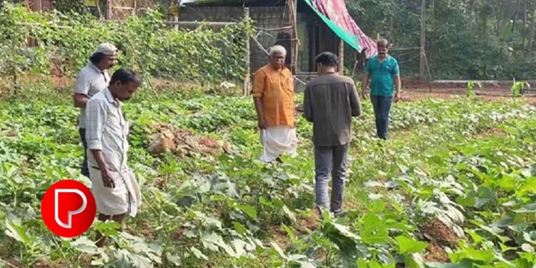 “വിത്തും കൈകോട്ടും’ വെള്ളരി നാടകത്തിന്‍റെ ഒരുക്കങ്ങള്‍ പൂര്‍ത്തിയായി; കീഴുപറമ്പ് വെള്ളരിപ്പാടം തിയേറ്റേഴ്സ് ആണ് 11, 12 ,13 തീയതികളില്‍ മുക്കം മാമ്പറ്റയില്‍ വിത്തും കൈക്കോട്ടും എന്ന വെള്ളരി നാടകമൊരുക്കുന്നത്.