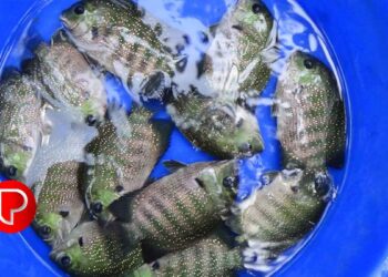 കൊയിലാണ്ടിയിൽ ജലാശയവളപ്പ് മത്സ്യകൃഷി