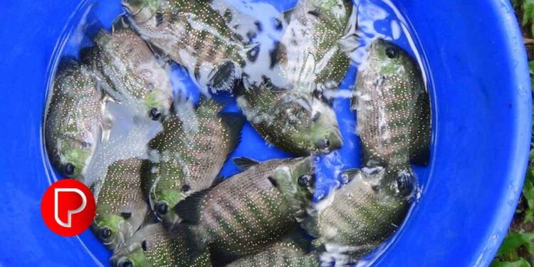 കൊയിലാണ്ടിയിൽ ജലാശയവളപ്പ് മത്സ്യകൃഷി