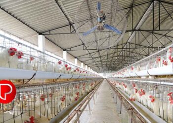 ചൂടുകൂടുന്നതിനിടയിലും കോഴിയിറച്ചിക്ക് വില പൊള്ളുന്നു; ലോബികള്‍ക്ക് കടുംപിടിത്തം