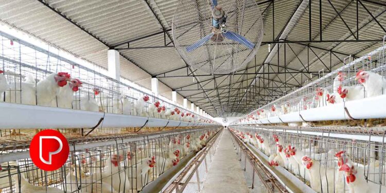 ചൂടുകൂടുന്നതിനിടയിലും കോഴിയിറച്ചിക്ക് വില പൊള്ളുന്നു; ലോബികള്‍ക്ക് കടുംപിടിത്തം