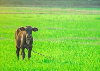 കൊടിയത്തൂർ ഗ്രാമപഞ്ചായത്തിലെ ക്ഷീര കർഷകർക്ക് ധാതുലവണ മിശ്രിതം വിതരണം ചെയ്തു