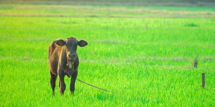 കൊടിയത്തൂർ ഗ്രാമപഞ്ചായത്തിലെ ക്ഷീര കർഷകർക്ക് ധാതുലവണ മിശ്രിതം വിതരണം ചെയ്തു