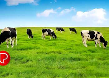 വേനല്ക്കാലം കനക്കുന്നു; വളർത്തുമൃഗങ്ങളെ ചൂടിൽ നിന്ന് എങ്ങനെ സംരക്ഷിക്കാം