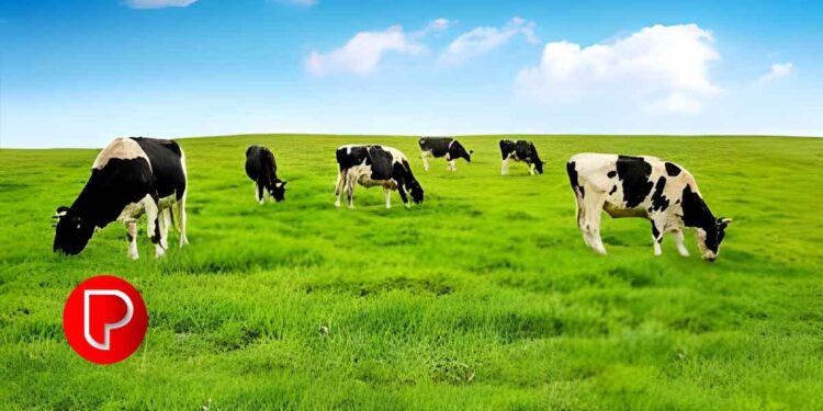 വേനല്ക്കാലം കനക്കുന്നു; വളർത്തുമൃഗങ്ങളെ ചൂടിൽ നിന്ന് എങ്ങനെ സംരക്ഷിക്കാം