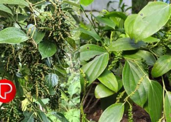 കുരുമുളക് കര്‍ഷകരെ ദുരിതത്തിലാഴ്ത്തി ദ്രുതവാട്ടം