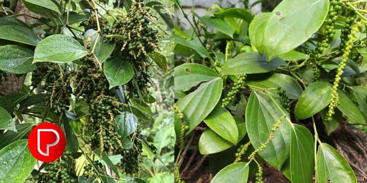 കുരുമുളക് കര്ഷകരെ ദുരിതത്തിലാഴ്ത്തി ദ്രുതവാട്ടം