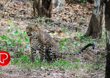 കോടഞ്ചേരി കണ്ടപ്പൻചാലില്‍ പുലിയുടെ സാന്നിധ്യം; വനംവകുപ്പ് കെണിയൊരുക്കി