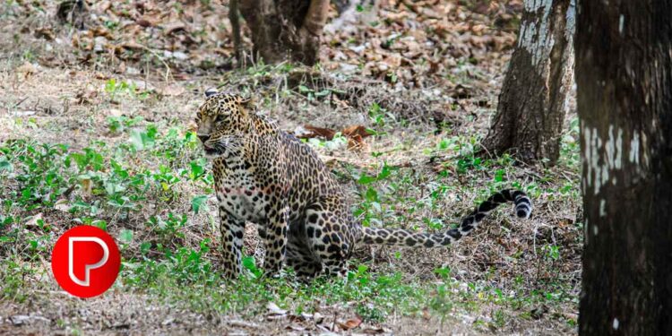കോടഞ്ചേരി കണ്ടപ്പൻചാലില് പുലിയുടെ സാന്നിധ്യം; വനംവകുപ്പ് കെണിയൊരുക്കി