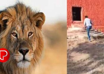 സുവോളജിക്കൽ പാർക്കിൽ സിംഹത്തിനൊപ്പം സെൽഫിയെടുക്കാൻ ശ്രമിച്ച യുവാവിന് ദാരുണാന്ത്യം