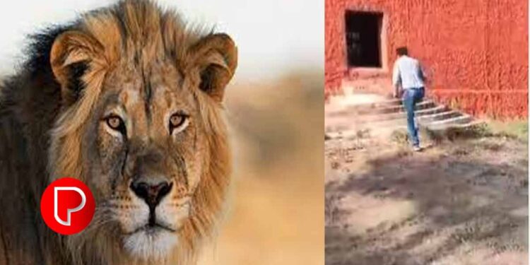സുവോളജിക്കൽ പാർക്കിൽ സിംഹത്തിനൊപ്പം സെൽഫിയെടുക്കാൻ ശ്രമിച്ച യുവാവിന് ദാരുണാന്ത്യം