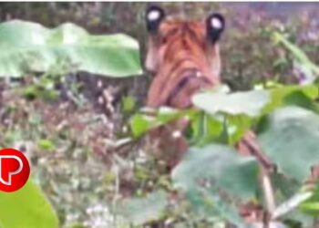 കണ്ണൂരിൽ കൃഷിയിടത്തിലിറങ്ങിയ കടുവ കമ്പിവേലിയിൽ കുടുങ്ങി ;  മയക്കുവെടി വയ്ക്കും