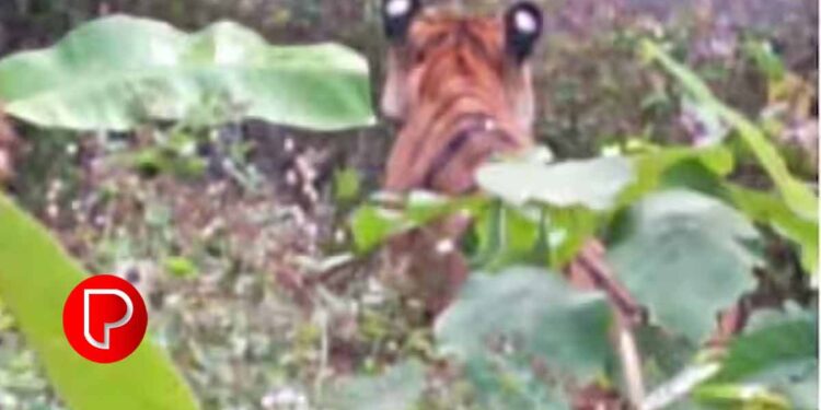 കണ്ണൂരിൽ കൃഷിയിടത്തിലിറങ്ങിയ കടുവ കമ്പിവേലിയിൽ കുടുങ്ങി ;  മയക്കുവെടി വയ്ക്കും