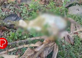 വയനാട്ടില്‍ നിന്ന് വീണ്ടും കടുവഭീതി ; പുൽപള്ളിയിൽ ആടിനെ ഭാഗികമായി ഭക്ഷിച്ച നിലയിൽ