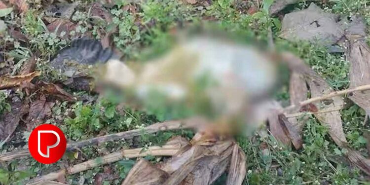 വയനാട്ടില് നിന്ന് വീണ്ടും കടുവഭീതി ; പുൽപള്ളിയിൽ ആടിനെ ഭാഗികമായി ഭക്ഷിച്ച നിലയിൽ