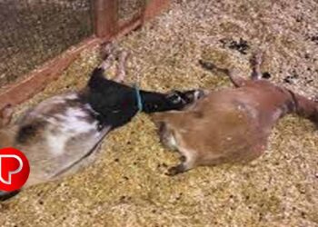 കോഴിക്കോട് ബാലുശേരിയില്‍ അഞ്ച് ആടുകളെ അജ്ഞാത ജീവി കടിച്ചു കൊന്നു