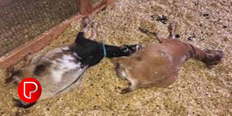 കോഴിക്കോട് ബാലുശേരിയില്‍ അഞ്ച് ആടുകളെ അജ്ഞാത ജീവി കടിച്ചു കൊന്നു