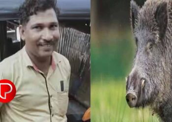 കാട്ടുപന്നി കുറുകെ ചാടി, മലപ്പുറത്ത് ഓട്ടോ മറിഞ്ഞ് ഡ്രൈവർ മരിച്ചു