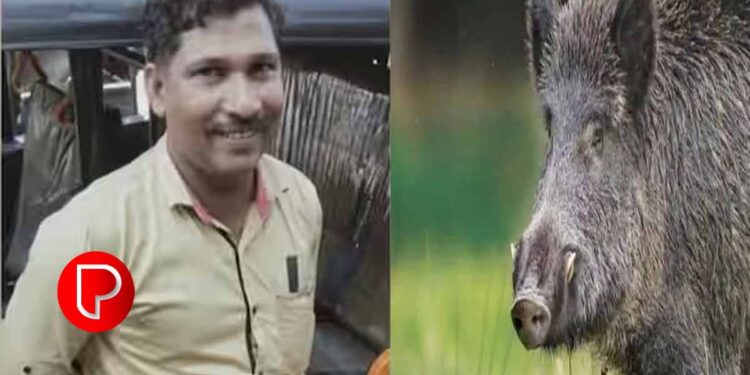 കാട്ടുപന്നി കുറുകെ ചാടി, മലപ്പുറത്ത് ഓട്ടോ മറിഞ്ഞ് ഡ്രൈവർ മരിച്ചു