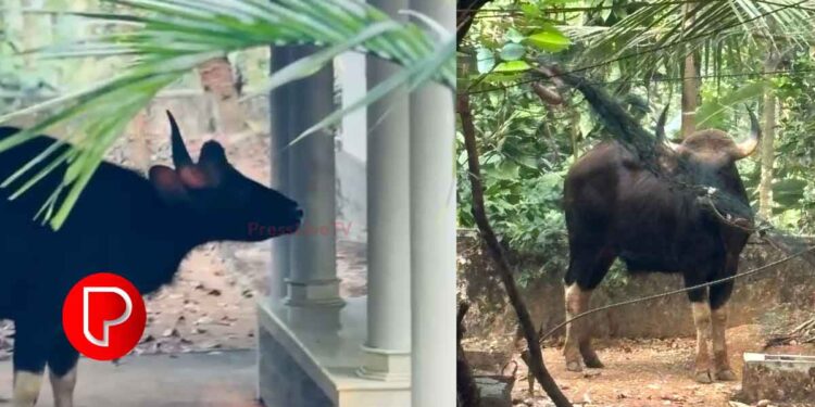 കൂരാച്ചുണ്ടില്‍ കാട്ടുപോത്ത് ഇറങ്ങി; ഭീതി; സ്കൂളിന് അവധി