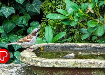 ‘കിളികളും കൂളാവട്ടെ’ കാമ്ബയിൻ; കിളികള്‍ക്ക് ദാഹജലം ഒരുക്കി കോഴിക്കോട് ജില്ലാ ഭരണകൂടം; ചിത്രം സമൂഹ മാധ്യമങ്ങളിലൂടെ പങ്കുവെക്കാം