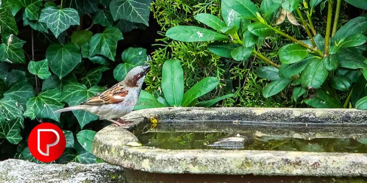 ‘കിളികളും കൂളാവട്ടെ’ കാമ്ബയിൻ; കിളികള്‍ക്ക് ദാഹജലം ഒരുക്കി കോഴിക്കോട് ജില്ലാ ഭരണകൂടം; ചിത്രം സമൂഹ മാധ്യമങ്ങളിലൂടെ പങ്കുവെക്കാം