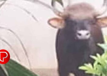 കോഴിക്കോട് കൂരാച്ചുണ്ടിൽ കാട്ടുപോത്തിറങ്ങി