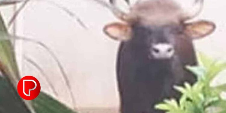 കോഴിക്കോട് കൂരാച്ചുണ്ടിൽ കാട്ടുപോത്തിറങ്ങി