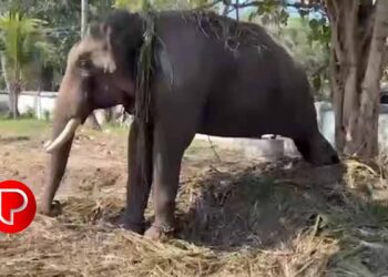 പാപ്പാൻ മുങ്ങി ; 5 ദിവസമായി ഒരേ നിൽപ്പിൽ നിൽക്കുന്ന കൊമ്പൻറെ ആരോഗ്യ സ്ഥിതിമോശം