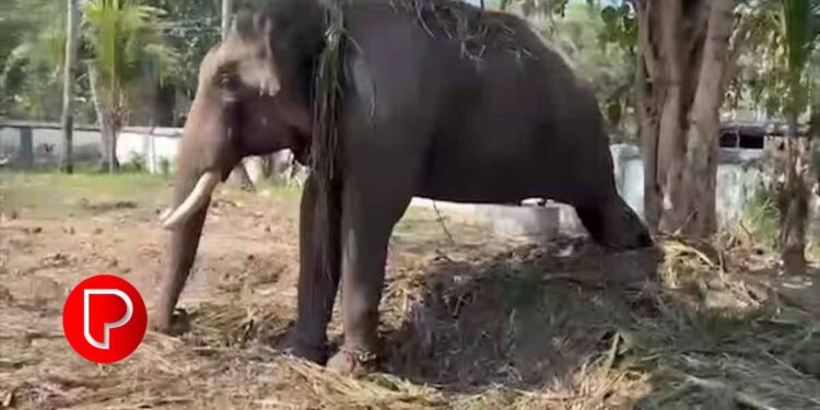 പാപ്പാൻ മുങ്ങി ; 5 ദിവസമായി ഒരേ നിൽപ്പിൽ നിൽക്കുന്ന കൊമ്പൻറെ ആരോഗ്യ സ്ഥിതിമോശം