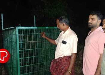 മലയോര മേഖല വന്യജീവി ഭീഷണിയില്‍; ആനക്കാംപൊയിലിൽ ഇന്നലെ വൈകീട്ട് പുലിയെ കണ്ടു