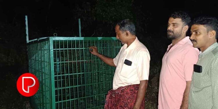 മലയോര മേഖല വന്യജീവി ഭീഷണിയില്‍; ആനക്കാംപൊയിലിൽ ഇന്നലെ വൈകീട്ട് പുലിയെ കണ്ടു
