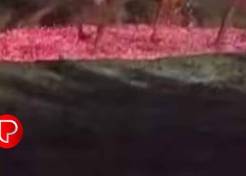 പാലക്കാട്ടെ ക്ഷേത്രത്തിലെ കനല്‍ച്ചാട്ടം ; 10വയസുകാരന്‍ തീക്കൂനയിലേക്ക് വീണു കേസെടുത്ത് പൊലീസ്