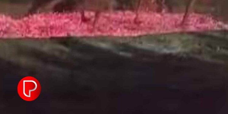 പാലക്കാട്ടെ ക്ഷേത്രത്തിലെ കനല്‍ച്ചാട്ടം ; 10വയസുകാരന്‍ തീക്കൂനയിലേക്ക് വീണു കേസെടുത്ത് പൊലീസ്