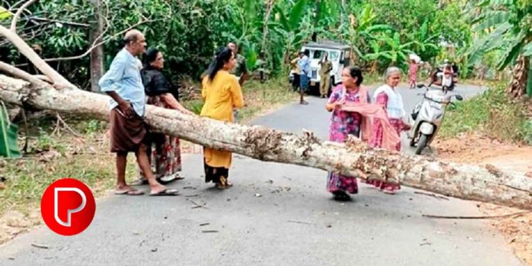 കക്കയം-തലയാട് റോഡിൽ ഉണങ്ങിയ മരം വീണ് ഗതാഗതം തടസ്സപ്പെട്ടു