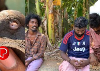 ദേശാടന പക്ഷികളെ ക്രൂരമായി വേട്ടയാടി ചുട്ടു തിന്നുന്ന സംഘത്തിലെ മൂന്ന് പേർ കൊടിയത്തൂരിൽ പിടിയിൽ