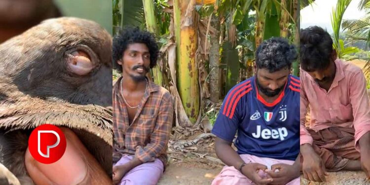 ദേശാടന പക്ഷികളെ ക്രൂരമായി വേട്ടയാടി ചുട്ടു തിന്നുന്ന സംഘത്തിലെ മൂന്ന് പേർ കൊടിയത്തൂരിൽ പിടിയിൽ