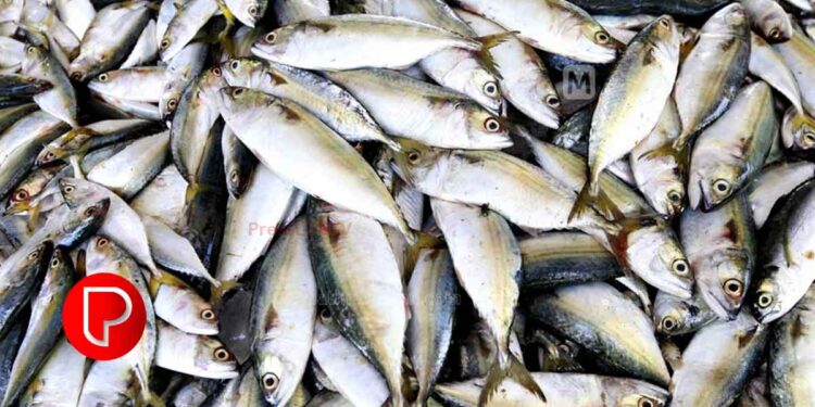 തീരക്കടലിൽ കടുത്ത ചൂട്; മത്സ്യങ്ങള്‍ തീരം വിട്ടു